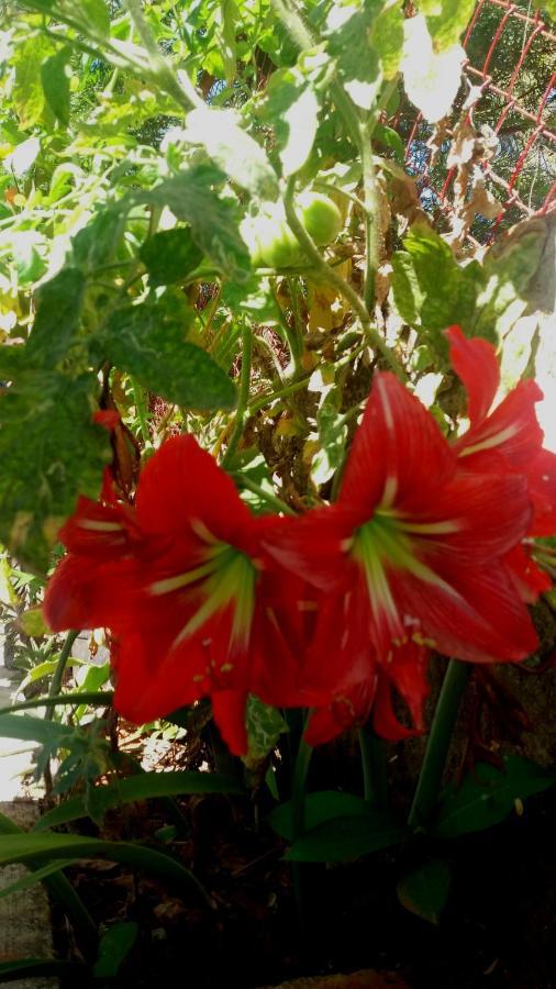 Trimurti Holiday Home Panchgani Exterior foto